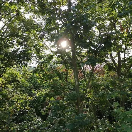 The In The Trees Apartment Lille